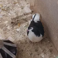 ساده سیاه جونه