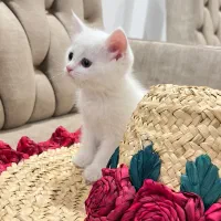 واگذاری گربه بریتیش|گربه|پاکدشت, پاکدشت (مامازند)|دیوار