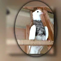 کبوتر طوقی