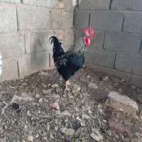 خروس|حیوانات مزرعه|زرند, |دیوار