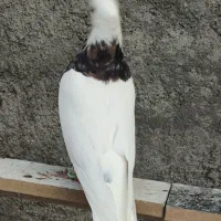 طوقی|پرنده|اسلام‌‌آباد غرب, |دیوار