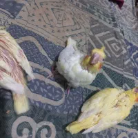 جوجه عروس سرلاکی|پرنده|قم, عمار یاسر|دیوار