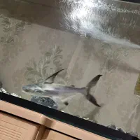 ماهی پنکوسی شکاری