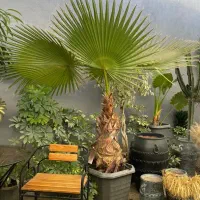 پالم واشنگتن