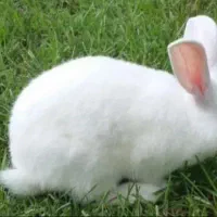 خرگوش