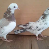 2 تا هما سرور  جوان|پرنده|تهران, افسریه جنوبی|دیوار