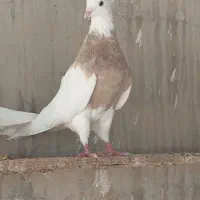 طوقی|پرنده|امیدیه, |دیوار