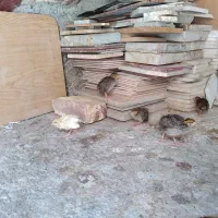 جوجه مرغ و بلدرچین