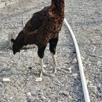 ماده مرغ|حیوانات مزرعه|میناب, |دیوار