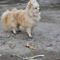 پاکوتاه حرف گوش کن|سگ|اردبیل, |دیوار