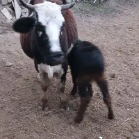 گاو با گوساله ماده|حیوانات مزرعه|پارسآباد, |دیوار