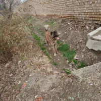 سگ خراسانی|سگ|نیشابور, شهرک رضوی|دیوار