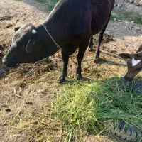 گوساله‌نر