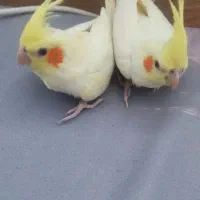 جوجه عروس و جفت مولد|پرنده|تهران, هلال احمر|دیوار