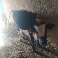 گوساله دورگه|حیوانات مزرعه|بیله سوار, |دیوار