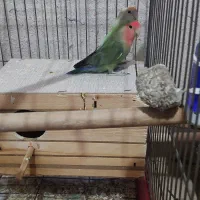 طوطی برزیلی