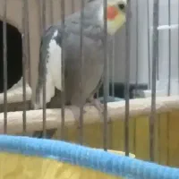 عروس هلندی|حیوانات|فسا, |دیوار