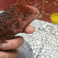 جوجه خروس لاری
