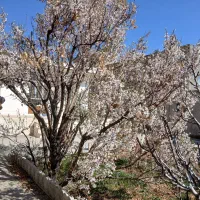 فروش کالیمبا