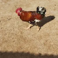 خروس محلی|حیوانات مزرعه|گتوند, |دیوار