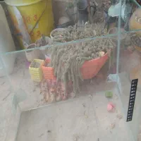 آکواریوم