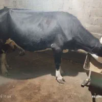 گاو مونت بیلیارد باگوساله نر جنس