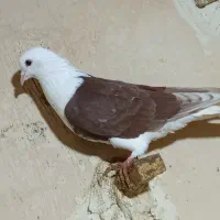 کبوتر|پرنده|فاروج, |دیوار