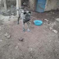 سگ سرابی 1ساله