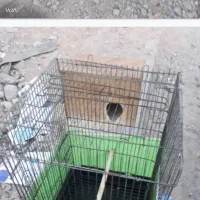 قفس|لوازم جانبی حیوانات|بندرعباس, |دیوار