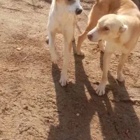 سگ گوسفندی و اهلی