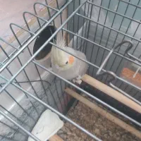 عروس هلندی مولد|پرنده|تهران, هفده شهریور|دیوار