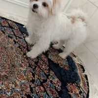 سگ شیتزوماده  گم شده