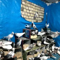 کفتر|پرنده|کاشان, ۲۲ بهمن|دیوار