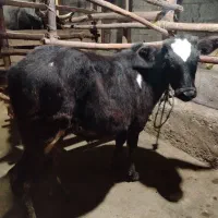 ورزا کوله و لیشا