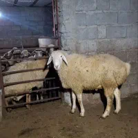 قوچ|حیوانات مزرعه|ارشق, |دیوار