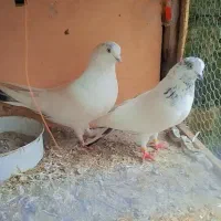 14عددکبوتر اس. عالی .