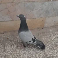 کبوتر سبز آلمانی نر مست معاوزه دارم با ماده المانی