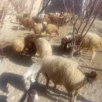 شیشک یامیش جوان ابستن|حیوانات مزرعه|باوله, |دیوار