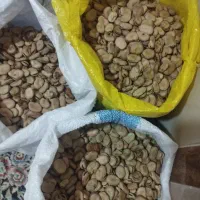 باقله درجه یک محلی