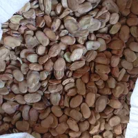 باقلا خشک امساله