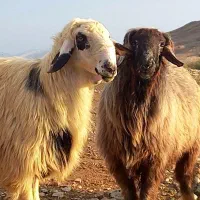 گوسفند زنده باسکول دیجیتال خونی نمادین
