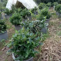 فروش یاس هلندی سطل ۱۰|گل و گیاه طبیعی|املش, |دیوار