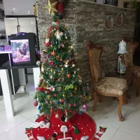 درخت کاج کریسمس