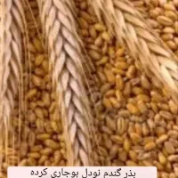 گندم بذری نودل بوجاری شده