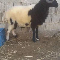 فروش یکجا ماده گوسفند|حیوانات مزرعه|اطاقور, |دیوار