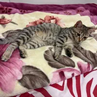 واگذاری گربه|گربه|بندر انزلی, جهانگانی|دیوار