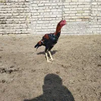 لاری|حیوانات مزرعه|تایباد, |دیوار