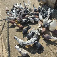 انواع کبوتر کپتر همه نوع