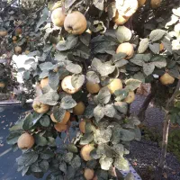 میوه ارگانیک..میوه  به  شهرستان  اراک|خوردنی و آشامیدنی|تهران, شهرک شهید باقری|دیوار