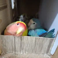 کوتوله برزیلی 7تخم